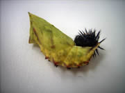 Puppe Tagpfauenauge