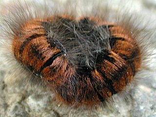 Raupe des Brombeerspinners