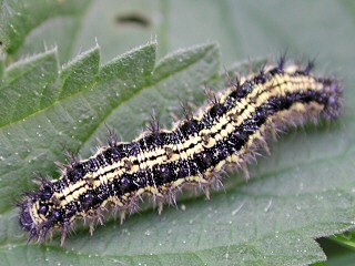 Raupe Kleiner Fuchs