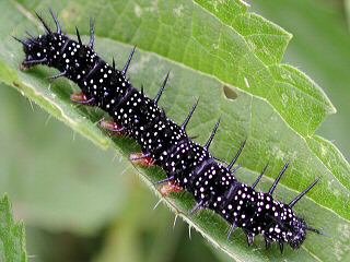 Raupe Tagpfauenauge