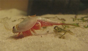 Triops