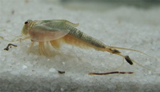 Triops