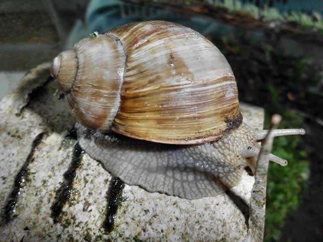 Weinbergschnecke