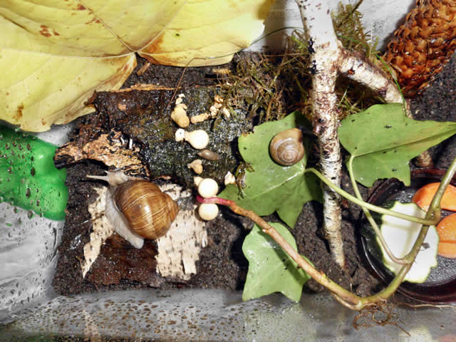 Schnecken im Terrarium