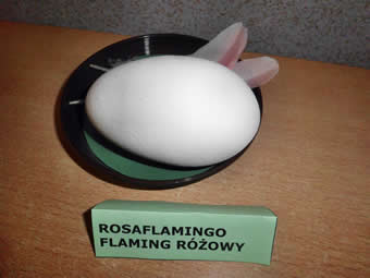 Ei eines Rosaflamingo