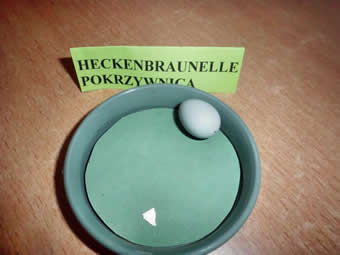 Ei einer Heckenbraunelle