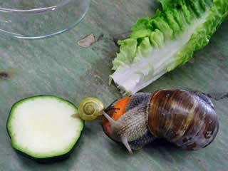 Schnecken bei der Nahrungsaufnahme