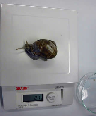 Weinbergschnecke 21g