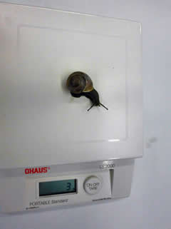 Baumschnecke 3g