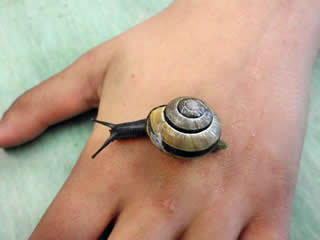 Schnirkel- oder B&auml;nderschnecke