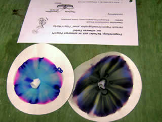 Chromatogramme