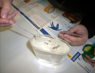 Krebseier werden ins Aquarium gegeben