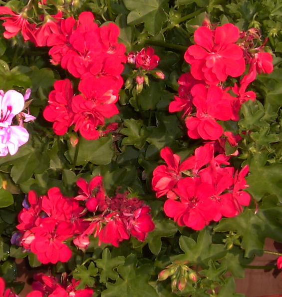 Pelargonien