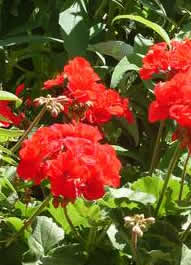 Pelargonien