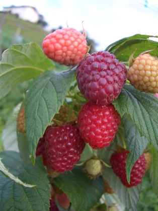 Himbeeren