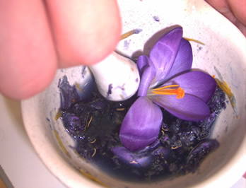 Zermörsern der Blüten