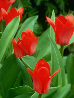 Tulpen